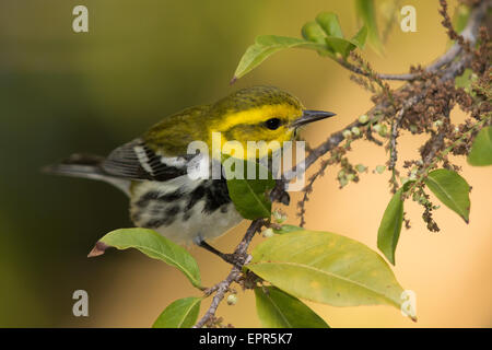 Black-throated grüner Laubsänger (Dendroica Virens) in eine blühende Cashew-Baum Stockfoto