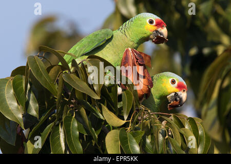 paar rote orientieren Papageien (Amazona Autumnalis) ernähren sich von Samen in einem Baum Stockfoto