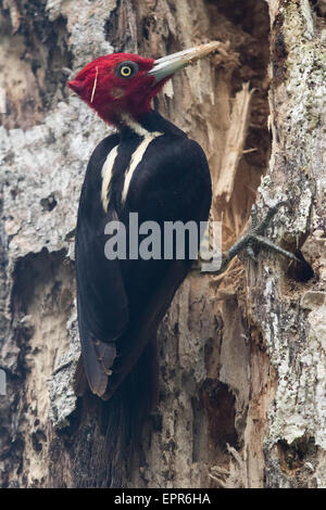 Blass-billed Woodpecker (Campephilus Guatemalensis) Stockfoto