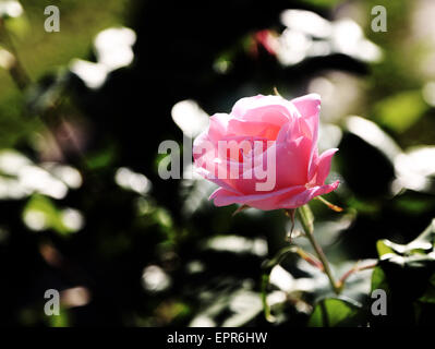 zart rosa Rose blühte nur im Mai Stockfoto