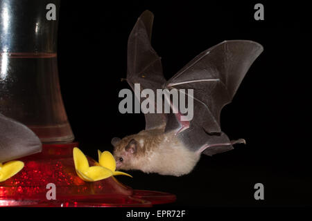 Lange genutet Bat SP. (Glossophaginae) Fütterung aus einem Kolibri feeder Stockfoto