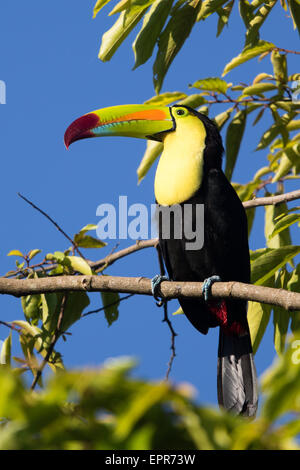 Kiel-billed Toucan (Ramphastos Sulfuratus) Stockfoto