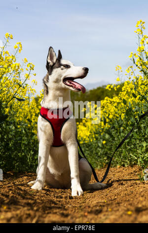 Wunderschöne Siberian Husky Welpen in einem Kabelbaum Stockfoto