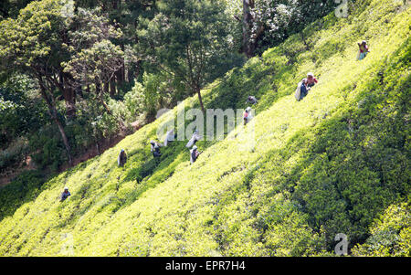 Arbeitnehmerinnen, die Kommissionierung Teeblätter auf Hügel, Nuwara Eliya, Central Province, Sri Lanka, Asien Stockfoto