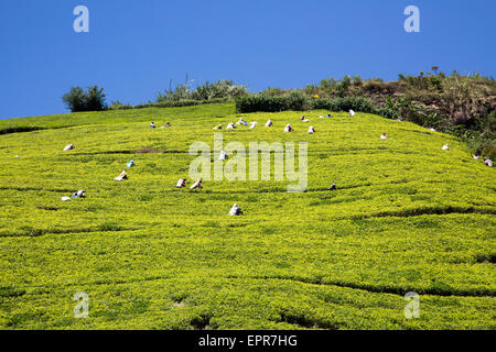 Arbeitnehmerinnen, die Kommissionierung Teeblätter auf Hügel, Nuwara Eliya, Central Province, Sri Lanka, Asien Stockfoto