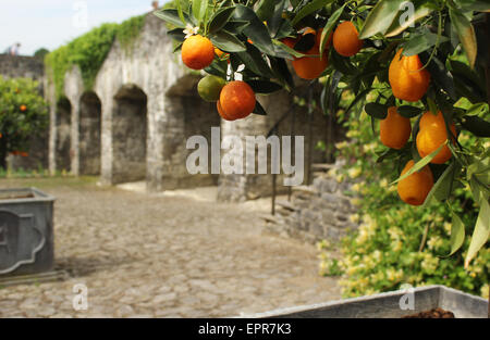 Orangenbäume in Aberglasney Gärten, Llangathen, Carmarthenshire Stockfoto