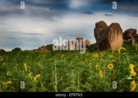 Afrikanische Sonnenblumen mit Granitfelsen, mit blauem Himmel. Stockfoto
