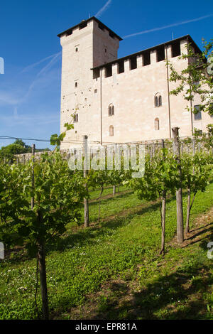 Blick auf die Weinberge am Rocca di Angera in Lago Maggiore in Italien Stockfoto