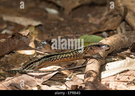 Zentralamerikanischen Whiptail (Ameiva Festiva) Stockfoto