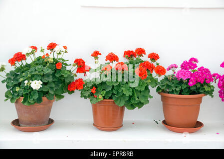 drei Töpfe von Geranien vor einer weißen Wand Stockfoto