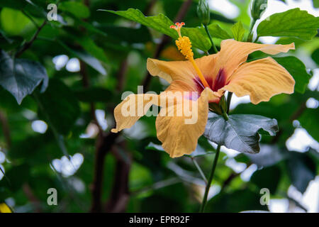 Orange Daylilly Stockfoto
