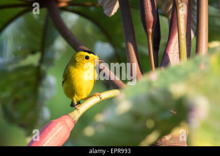 männliche Wilson's Warbler (Setophaga Pusilla) Stockfoto