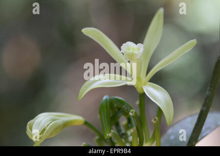 Wohnung-leaved Vanille (Vanilla Planifolia) Blume Stockfoto