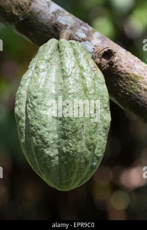 Kakaofrucht (Theobroma Cacao) Stockfoto