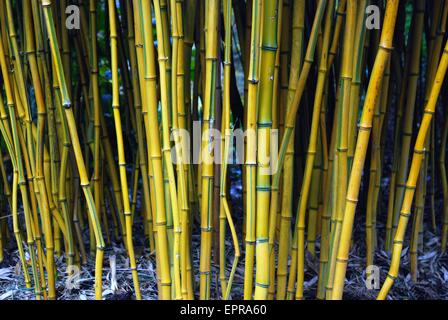 Gelber Bambus - Phyllostachys Aureosulcata F. spectabilis Stockfoto