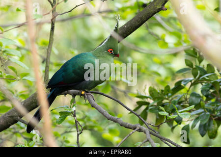 Die Schalow Turaco (Tauraco Schalowi) thront auf einem Baum Stockfoto