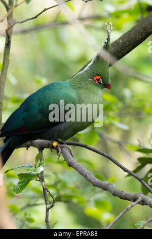 Die Schalow Turaco (Tauraco Schalowi) thront auf einem Baum Stockfoto