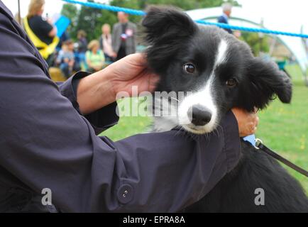 Border Collie Welpe Hund genießen Aufmerksamkeit und gestreichelt werden Stockfoto