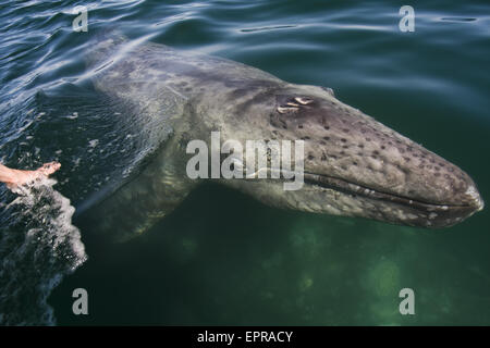 Grauwal Kalb (Eschrichtius Robustus) in Laguna San Ignacio, Baja California, Mexiko. Stockfoto