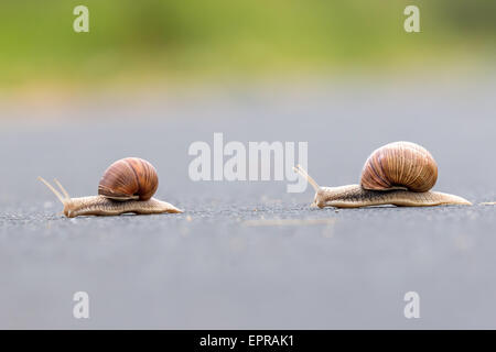 Burgunder Schnecke (Helix Pomatia) auf der Straße Stockfoto