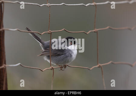 männliche Samtkopfgrasmücke (Sylvia Melanocephala) thront auf einem Drahtzaun Stockfoto