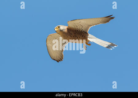 männliche Rötelfalken (Falco Naumanni) im Flug Stockfoto