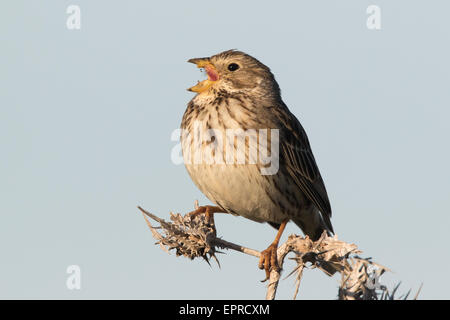 singende Grauammer (Emberiza Calandra) Stockfoto