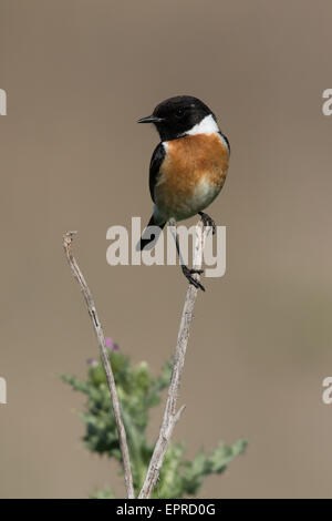 männliche gemeinsame Schwarzkehlchen (Saxicola Rubicloa) Stockfoto