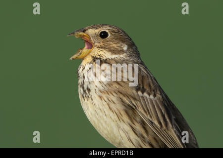 singende Grauammer (Emberiza Calandra) Stockfoto