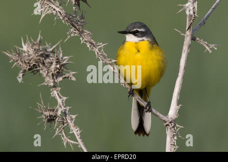 männliche iberische Schafstelze (Motacilla Flava Iberiae) thront auf einer trockenen Distel Stockfoto