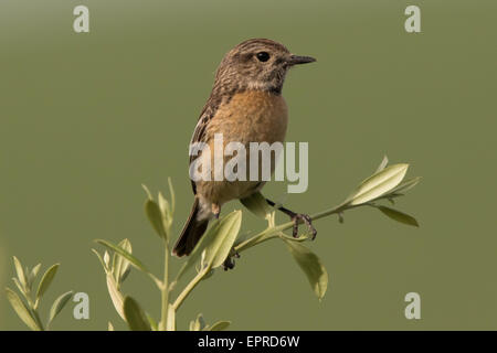 weibliche gemeinsame Schwarzkehlchen (Saxicola Rubicloa) Stockfoto