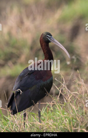 Sichler (Plegadis Falcinellus) Stockfoto