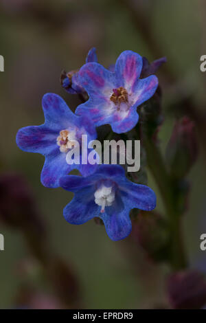 Große blaue Alkanet (Ochsenzungen Azurea) Blume Stockfoto