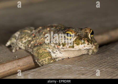 Natterjack Kröte (Epidalea Calamita) auf einem Holzsteg Stockfoto