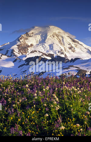 Wildblumen leuchten im späten Abendlicht vor der Nordwand des Mt. Baker in der Mt. Baker Wildnis, Washington. Stockfoto