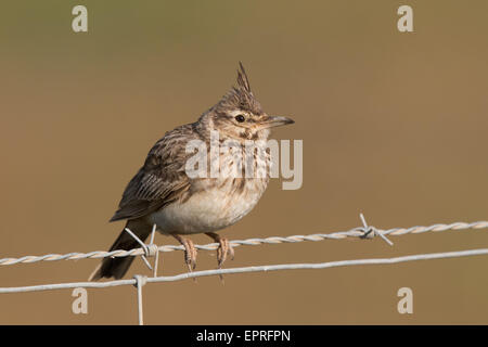 Erklommene Lerche (Galerida Cristata) auf einen Stacheldrahtzaun Stockfoto