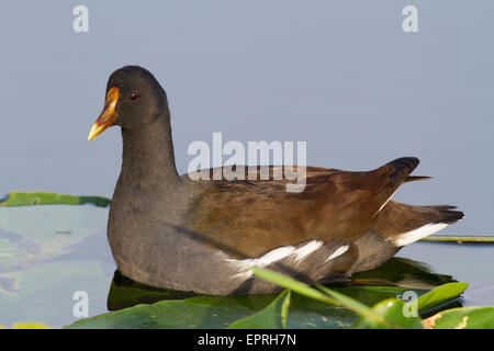 Gemeinsame Gallinule (Gallinua Galeata) Stockfoto