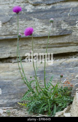 Alpenblume Distel (Blütenstandsboden Defloratus) Stockfoto