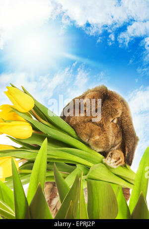 Osterhase mit gelben Tulpen, versteckt im grünen Rasen Stockfoto
