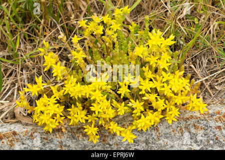 Mauerpfeffer (Sedum Acre) Blumen beißen Stockfoto