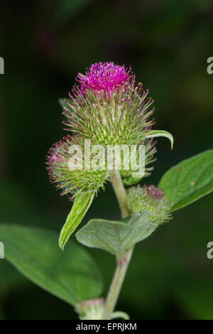 Geringerem Klette (Arctium minus) Blume Stockfoto