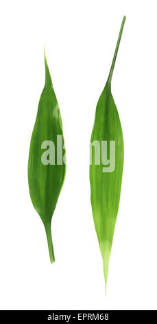 Palme Blätter isoliert Stockfoto