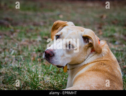 Gelbe Mischling Hund Blick zurück in Richtung Kamera. Stockfoto