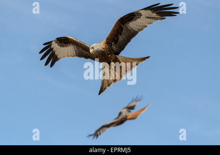 Zwei wilde Rotmilane (Milvus Milvus) über Studley Green, Mai Buckinghamshire, England am 21 2015. Der Rotmilan gehört zu dem Vereinigten Königreich die meisten Wildtiere erfolgreiche Wiedereinführung Systeme. Stockfoto