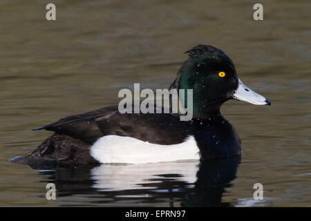 männliche Reiherenten (Aythya Fuligula) Stockfoto