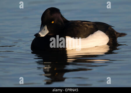 männliche Reiherenten (Aythya Fuligula) Stockfoto