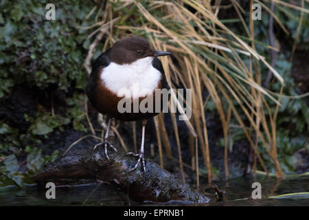 Weiße-throated Wasseramseln (Cinclus Cinclus) thront auf einem teilweise unter Wasser Treeroot am Ufer eines Flusses Stockfoto