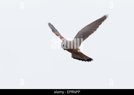 männliche Comon Turmfalke (Falco Tinnunculus) gegen einen grauen Himmel schweben Stockfoto