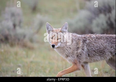 Kojote (Canis Latrans), Yellowstone-Nationalpark, Wyoming Stockfoto