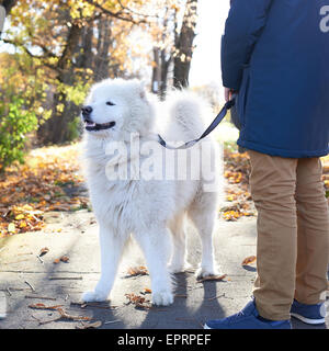 Arktische Spitz Samojeden Hund draußen spazieren gehen Stockfoto